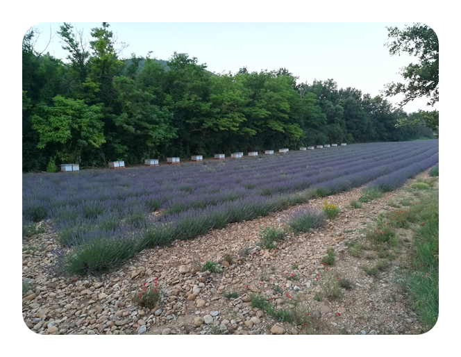 Ruche sur les lavande secteur Valensole